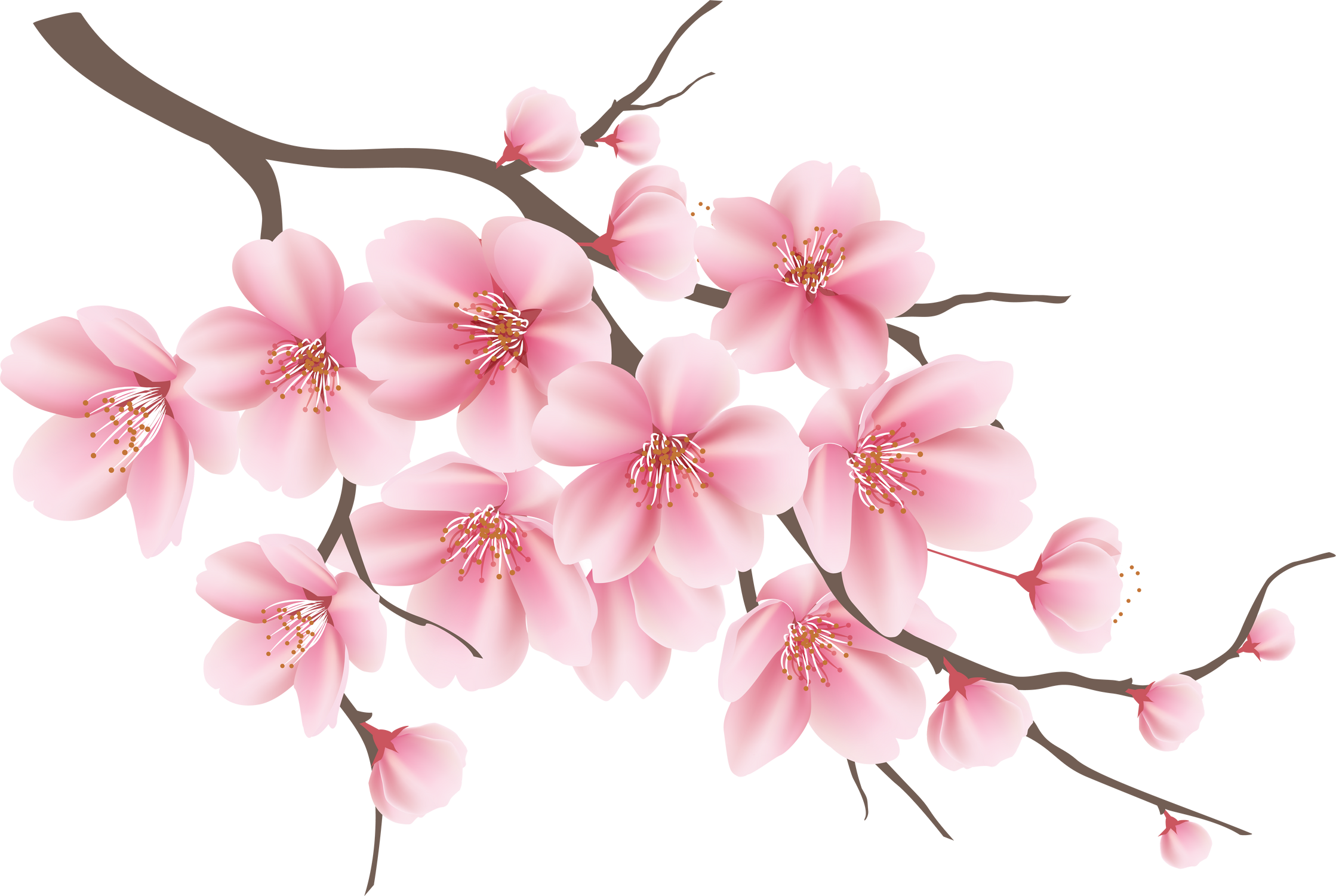 Japanese  cherry blossom flower